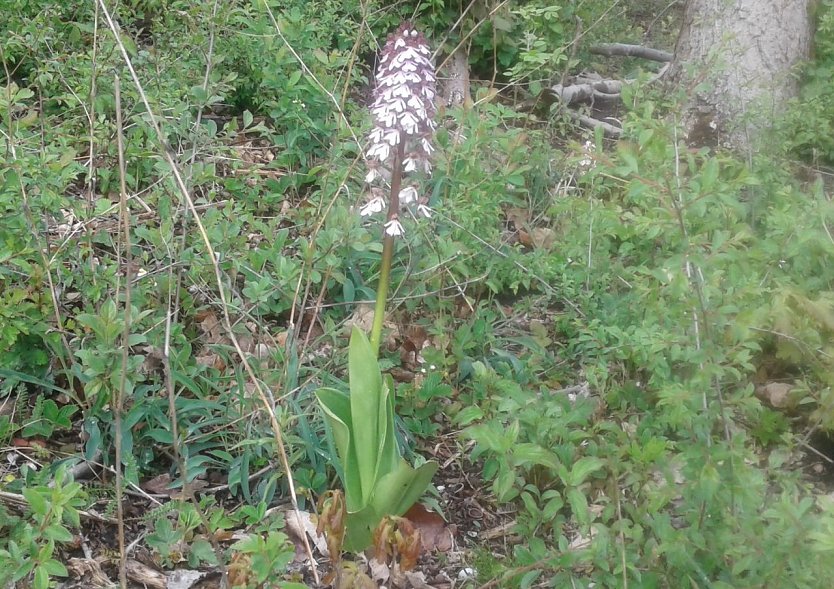 Der 94. BUND-Einsatz im Naturschutzgebiet Alter Stolberg beinhaltete u.a. Erhaltungsmaßnahmen für die Orchidee Purpur-Knabenkraut (Orchis purpurea). Die Aufnahme entstand am 04.05.2020. (Foto: Bodo Schwarzberg)
