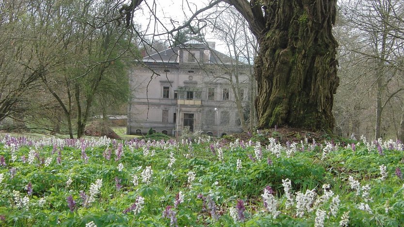 Der Villenpark Hohenrode ist ein dendrologischer und landschaftsarchitektonischer Schatz vor allem aus den H&auml;nden von Heinrich Siesmayer. Die zentralen Wiesen erfreuen im Fr&uuml;hjahr mit ihrem dichten Bl&uuml;tenteppich aus Hohlem Lerchensporn (Corydalis cava) und Sibirischem Blaustern (Scilla siberica) zahlreiche Parkbesucher (Aufnahme vom 05.04.2011) (Foto: Bodo Schwarzberg)