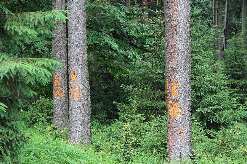 Gezeichnete Bäume  (Foto: ThüringenForst)