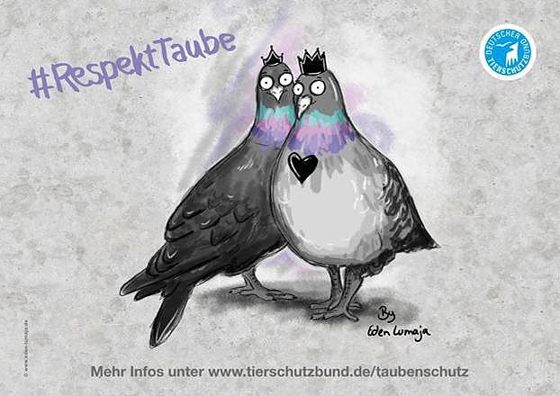 #RespektTaube - Tierschutzbund startet Kampagne (Foto: Deutscher Tierschutzbund e.V./www.eden-lumaja.com)