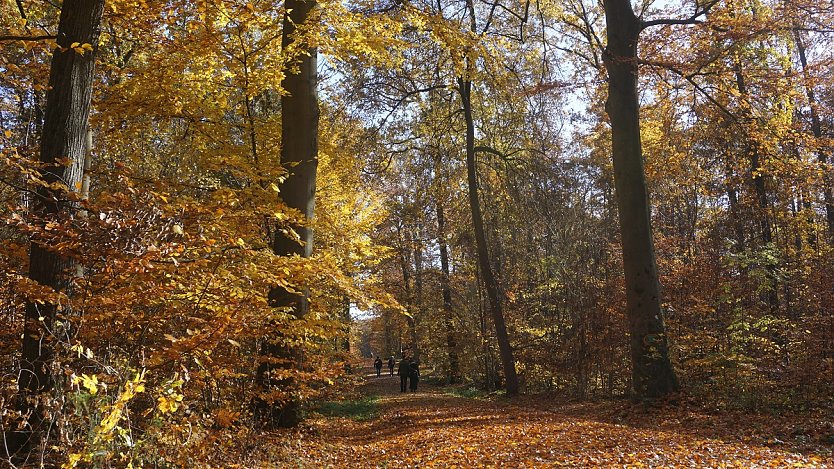 Herbst-Impressionen aus Thüringens Wäldern (Foto: Daniela Troeger)