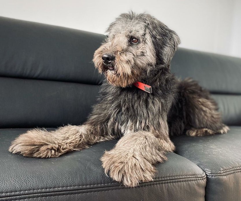 Tier der Woche: Olli (Foto: Tierheim Nordhausen) Tier der Woche: Olli (Foto: Tierheim Nordhausen)