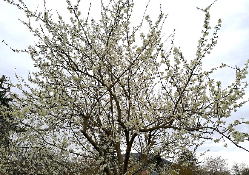 Pflaumenblüte im April (Foto: Herr Leipold aus Sondershausen)