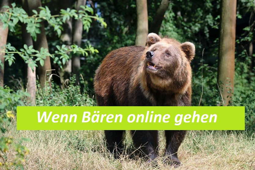 Den Bärenpark Worbis kann man jetzt auch online besuchen (Foto: Bärenpark Worbis)