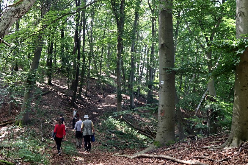 Unterwegs auf dem "Urwaldpfad" (Foto: Landschaftspflegeverband Südharz/Kyffhäuser)