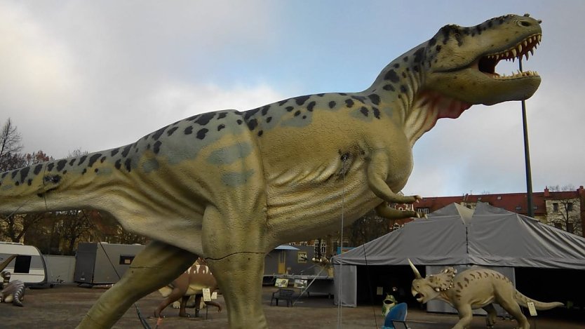 Der gefräßigste und gefährlichste Räuber auf dem Lande aller Zeiten war Tyrannosaurus Rex: Bis sieben Tonnen schwer, sechs Meter hoch und etwa 13 Meter lang soll er gewesen sein. (Foto: Kurt Frank)