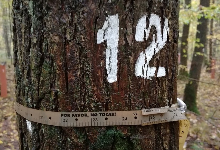Versuchsflächen sind für Waldbesucher oft erst auf den zweiten Blick zu erkennen  etwa an technischem Gerät, wie hier ein Stammumfang-Messband, und dezente Baumnummerierungen (Foto: Rüdiger Süß)