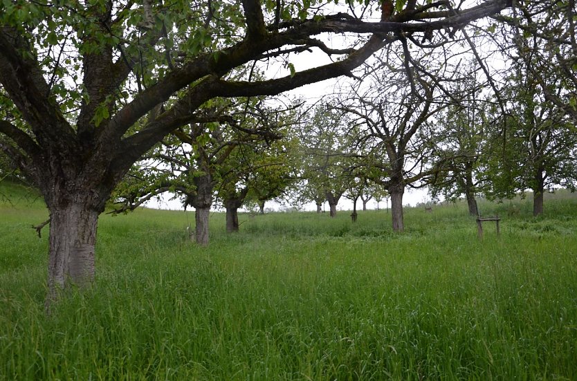 Streuobstwiese bei Ichstedt (Foto: Landschaftspflegeverband S&uuml;dharz/Kyffh&auml;user)