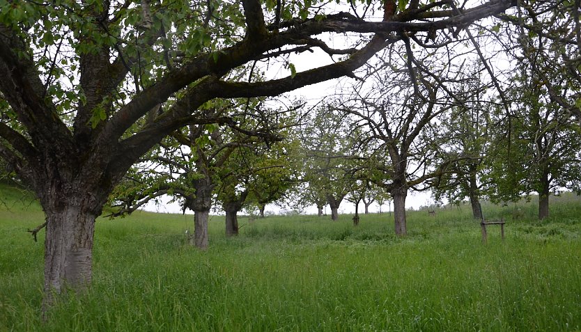 Streuobstwiese Ichstedt (Foto: Landschaftspflegeverband)