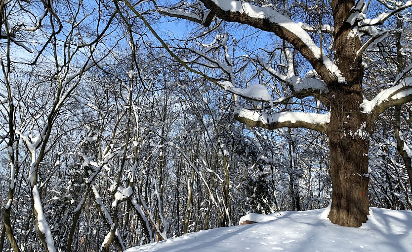 Die Aussichten f&uuml;r wei&szlig;e Weihnachten stehen in Th&uuml;ringen eher schlecht (Foto: oas)
