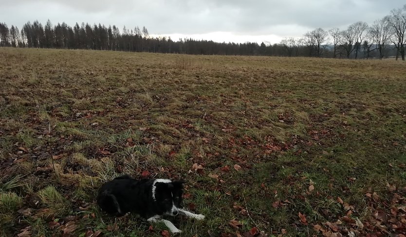 Am Neujahrsmorgen bei Sophienhof (Foto: W.Jörgens) Am Neujahrsmorgen bei Sophienhof (Foto: W.Jörgens)
