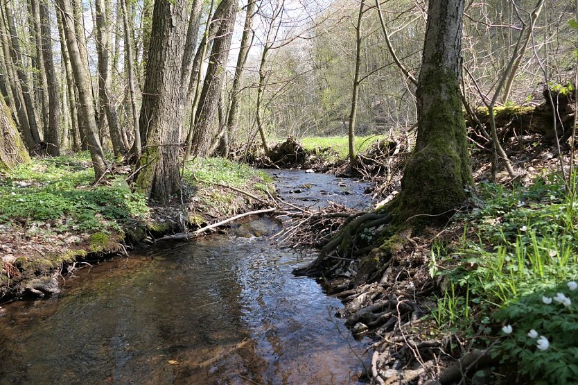 Blick auf den Hardbach (Foto: Anja Apel)