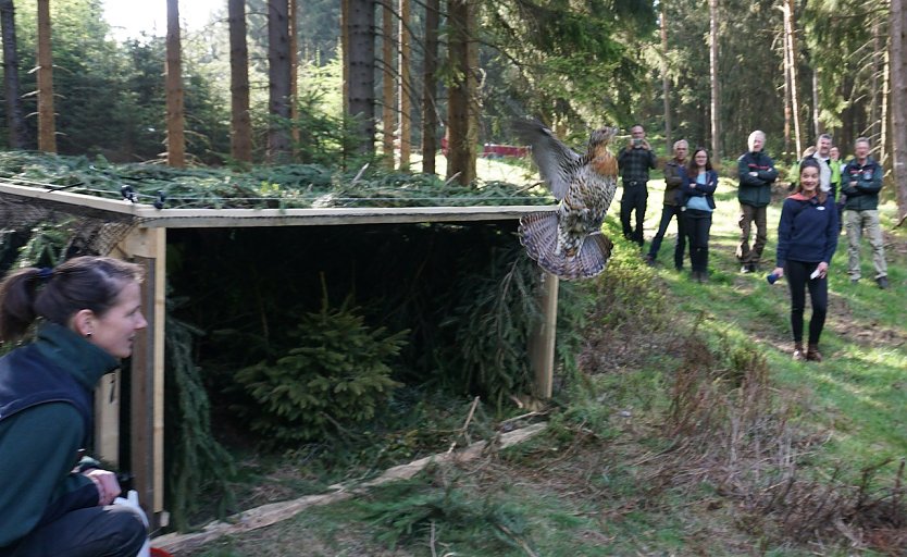 Auswilderung von Auerhuhn-Wildfängen aus Schweden im Forstamt Gehre (Foto: Katharina Reffelt)