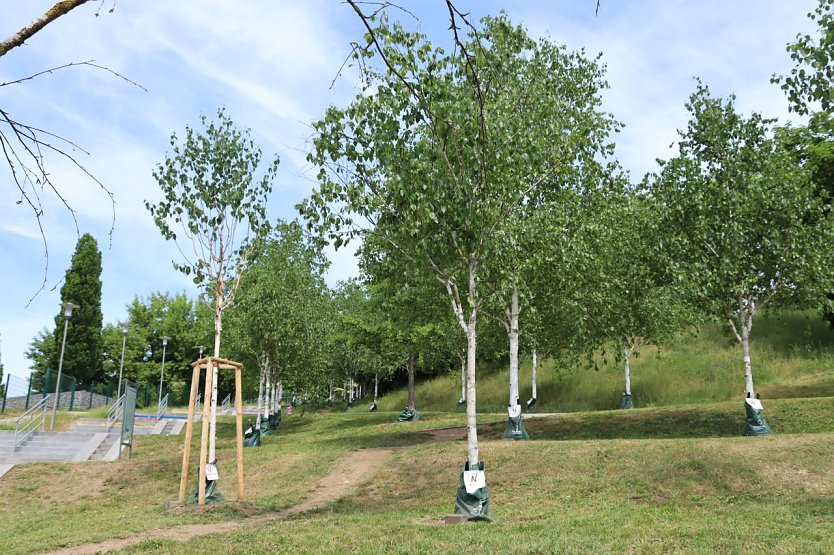 Giessäcke sollen bei der Bewässerung des städtischen Grüns helfen (Foto: Stadtverwaltung Nordhausen)