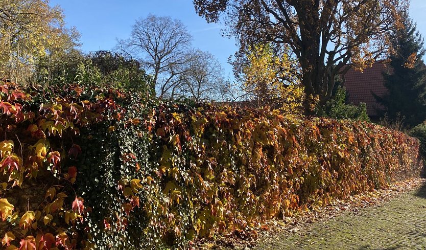 Beginn der bunten Jahreszeit (Foto: oas) Beginn der bunten Jahreszeit (Foto: oas)