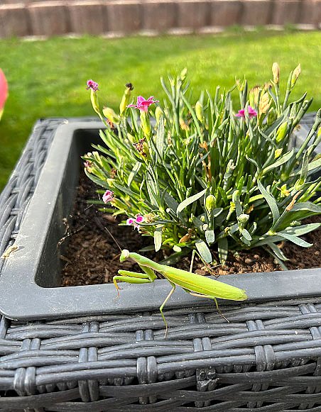 Gottesanbeterin  (Foto:  Detlef, Maaske Kelbra)