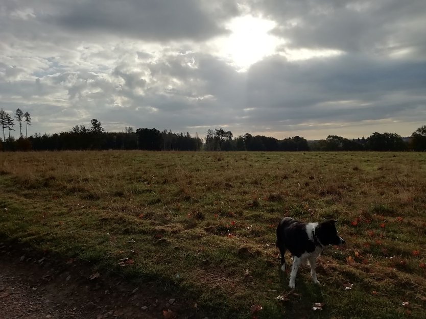 Sechs Grad frisch präsentierte sich der Tag heute in Sophienhof (Foto: W. Jörgens) Sechs Grad frisch präsentierte sich der Tag heute in Sophienhof (Foto: W. Jörgens)