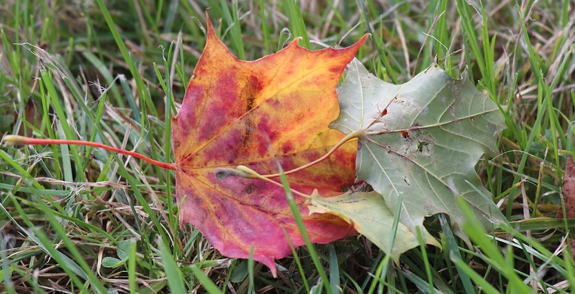 Herbstlaub kann zur Unfallgefahr werden (Foto: Eva Maria Wiegand)