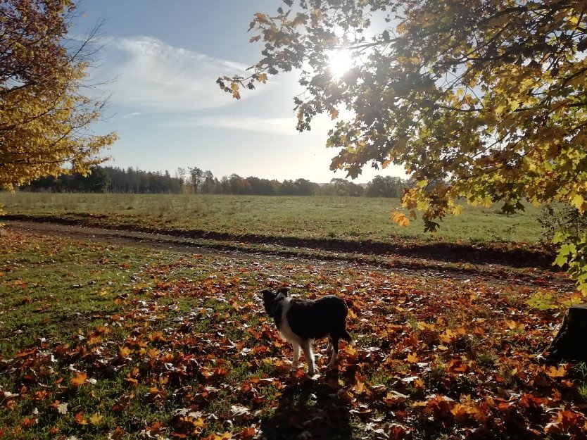 Der Herbst zeigte sich in Sophienhof heute wieder von seiner schönsten Seite (Foto: W. Jörgens) Der Herbst zeigte sich in Sophienhof heute wieder von seiner schönsten Seite (Foto: W. Jörgens)