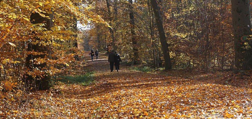 Bunte Herbstf&auml;rbung  (Foto: Daniela Troeger)