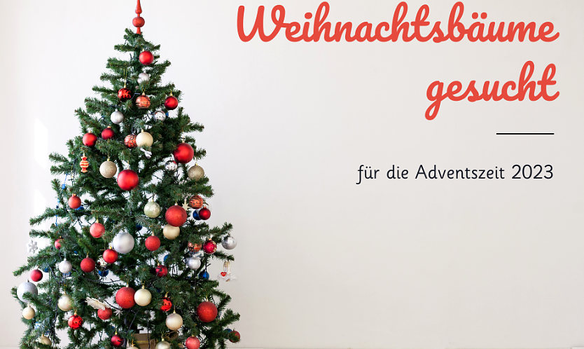 Vier Tannen sollen den Weihnachtsmarkt versch&ouml;nern (Foto: Stadtverwaltung Bad Langensalza)