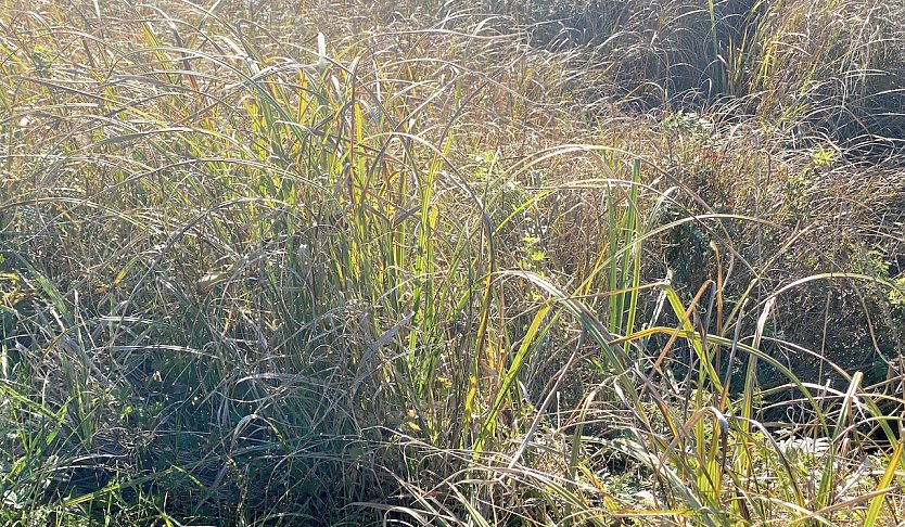 Wechselhaftes Herbstwetter h&auml;lt an (Foto: oas)