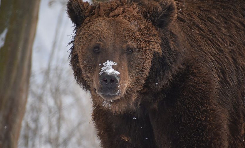 Wilde Adventszeit im B&auml;renpark (Foto: B&auml;renpark Worbis)