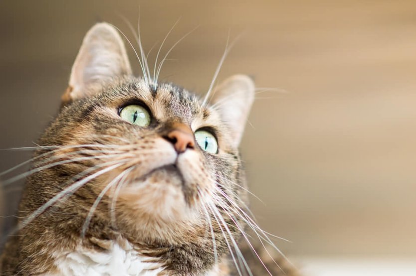 Ab 2023 gilt im Kreis eine neue Katzenschutzverordnung (Foto: Nicole Mattern)