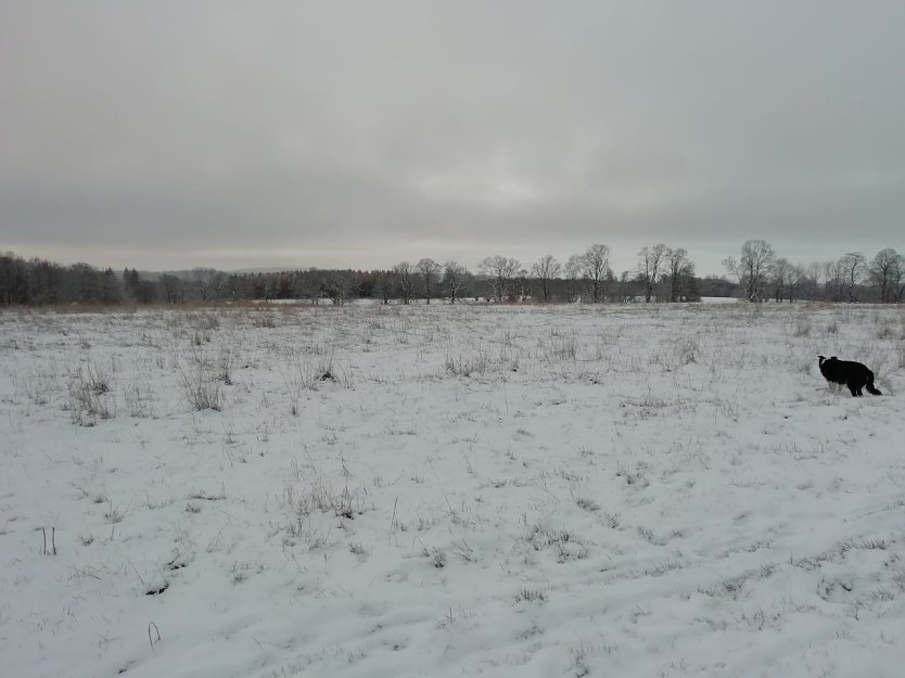 Minus 2 Grad, leichter Wind und gute 2 Zentimeter Schnee gab es heute morgen in Sophienhof (Foto: W. J&ouml;rgens)