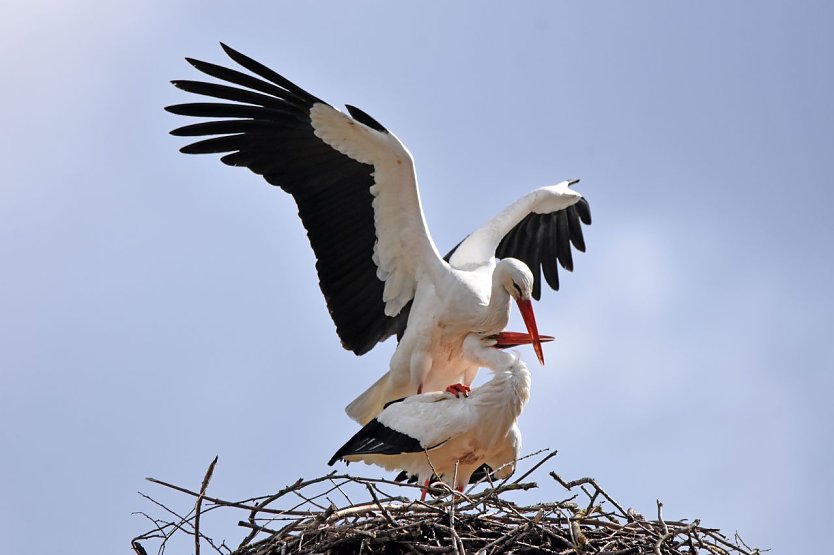 Während des Nestbaus erfolgen täglich mehrere Paarungen zur Befruchtung der Eier, hier fotografiert am Nest in Bad Salzungen.  (Foto: Klaus Schmidt)