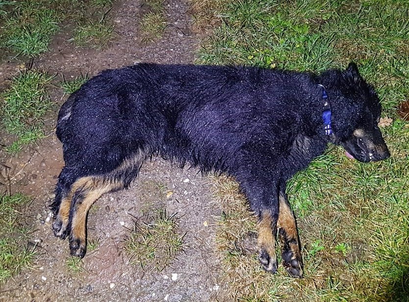 &Uuml;berfahrener Hund (Foto: Landespolizeiinspektion Nordhausen)