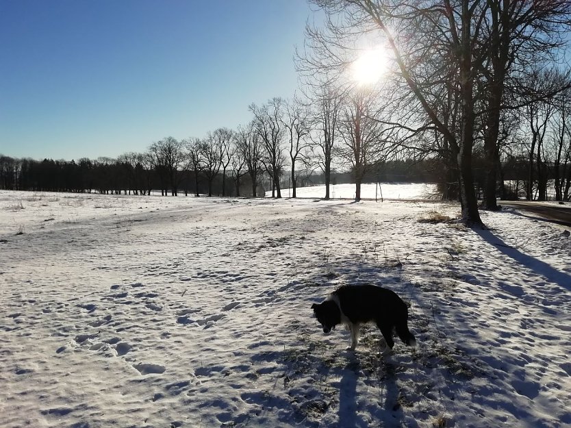 Bei Sophienhof zeigte sich der Winter im Harz heute von seiner sch&ouml;nen Seite (Foto: W. J&ouml;rgens)