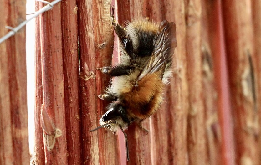 Biene im Spätsommer (Foto: Eva Maria Wiegand)