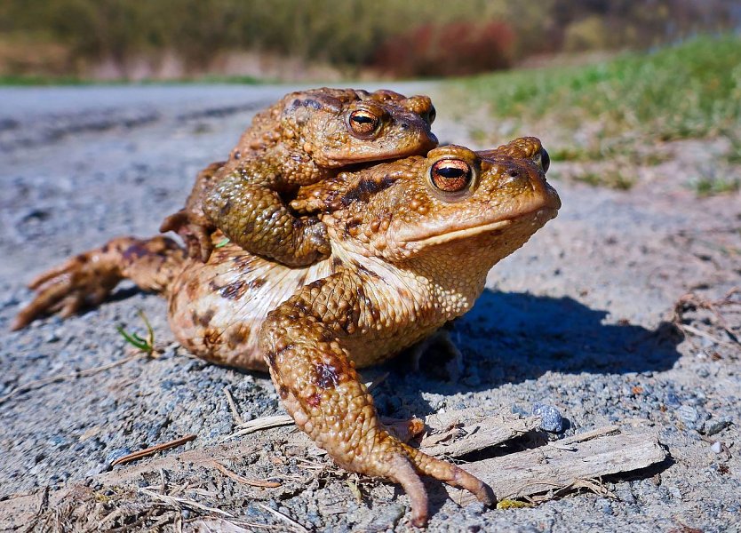 Kr&ouml;ten bei der Paarung (Foto: Hubertus Schwarzentraub)