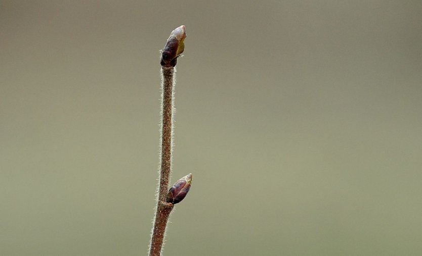 Baumknospen (Foto: Andreas Knoll)