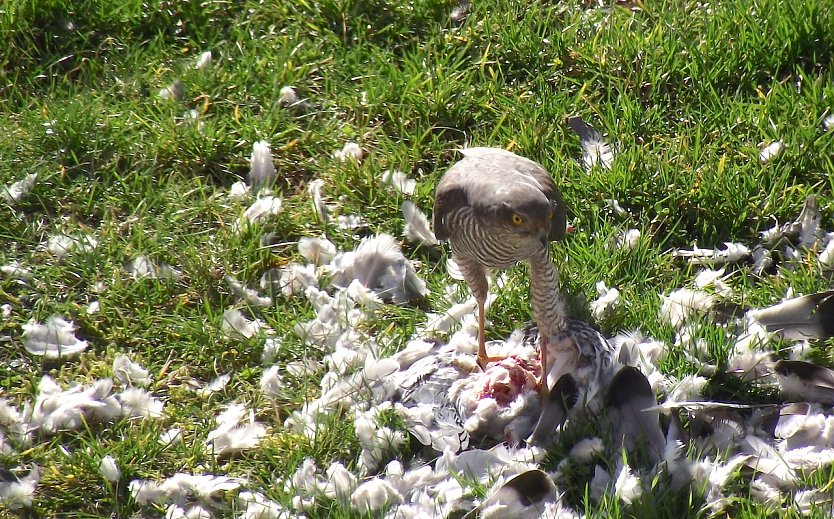 Der Habicht ist ein geschickter J&auml;ger. Gestern Nachmittag konnte eine Bewohnerin, die sich gerade auf den Balkon befand, unmittelbar beobachten, wie der Greif  auf dem Hof der Hardenbergstra&szlig;e 14 bis 18 eine Taube erbeutete. (Foto: privat)
