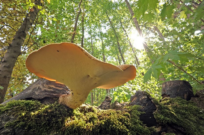 Im Wald (Foto: Jan Piecha) Im Wald (Foto: Jan Piecha)