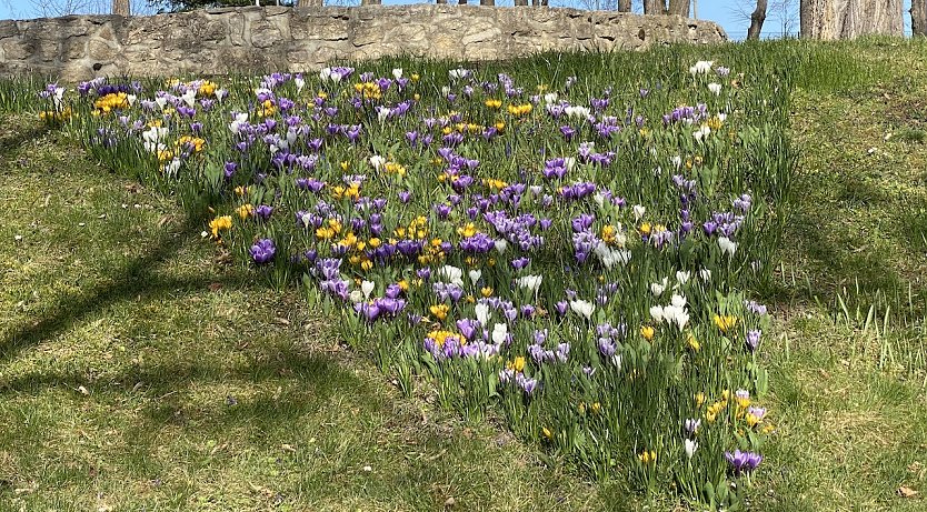 Fr&uuml;hbl&uuml;her im Arboretum Bad Langensalza (Foto: oas)