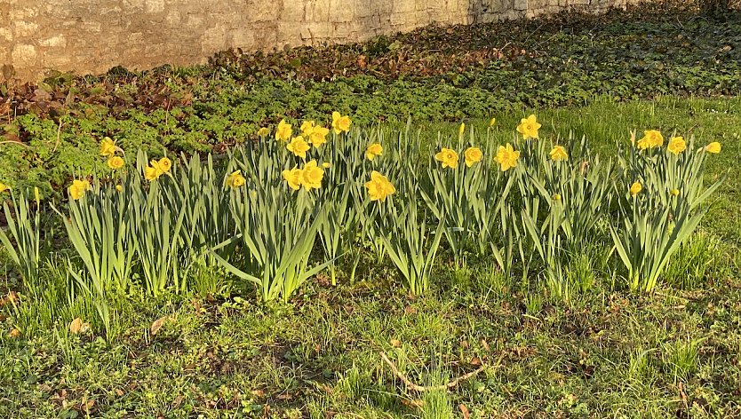 Der Frühling bricht sich überall Bahn: Hier im Kurpark Bad Langensalza (Foto: oas) Der Frühling bricht sich überall Bahn: Hier im Kurpark Bad Langensalza (Foto: oas)
