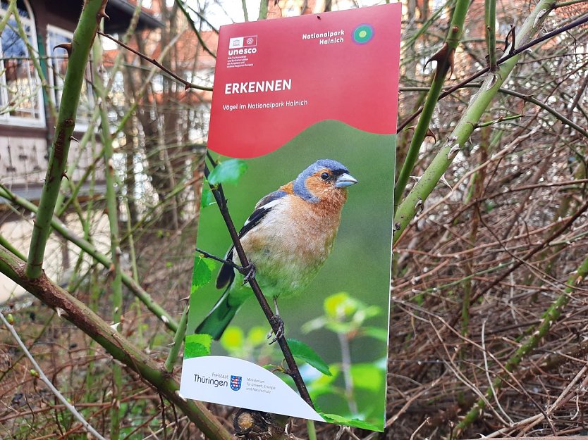 Neues Faltblatt "Erkennen" (Foto: Nationalpark Hainich)
