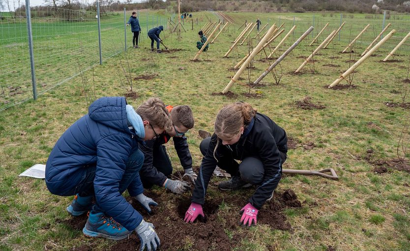 Schülerinnen und Schüler der Freien Gemeinschaftsschule Sondershausen pflanzen Bäume für die Wildkatze (Foto: Isabell Hümpfner)