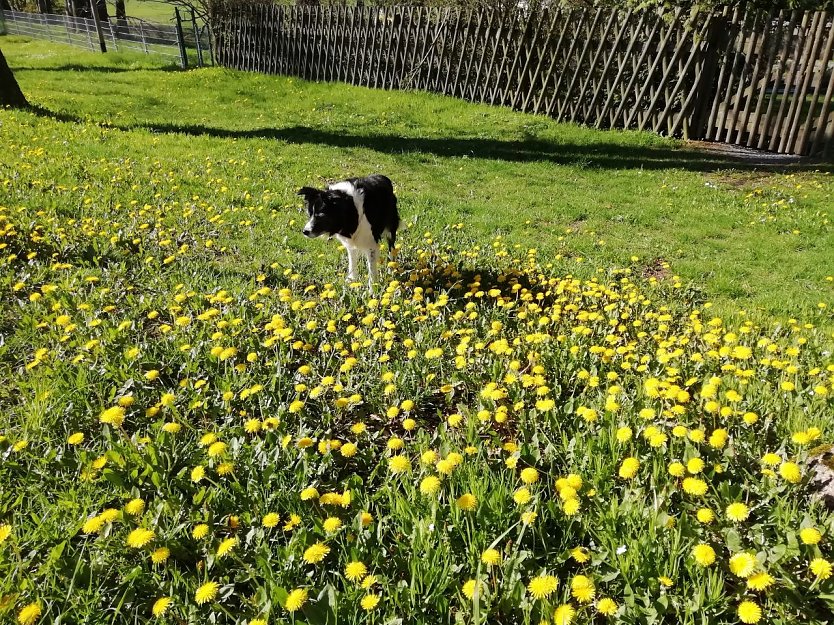 Blütenpracht und Sonnenwärme haben inzwischen auch die Höhen des Harzes erreicht (Foto: W. Jörgens) Blütenpracht und Sonnenwärme haben inzwischen auch die Höhen des Harzes erreicht (Foto: W. Jörgens)