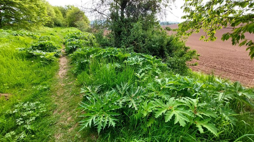 Riesen-B&auml;renklau ist eine Gefahr f&uuml;r Wanderer und Landwirtschaft (Foto: nnz)