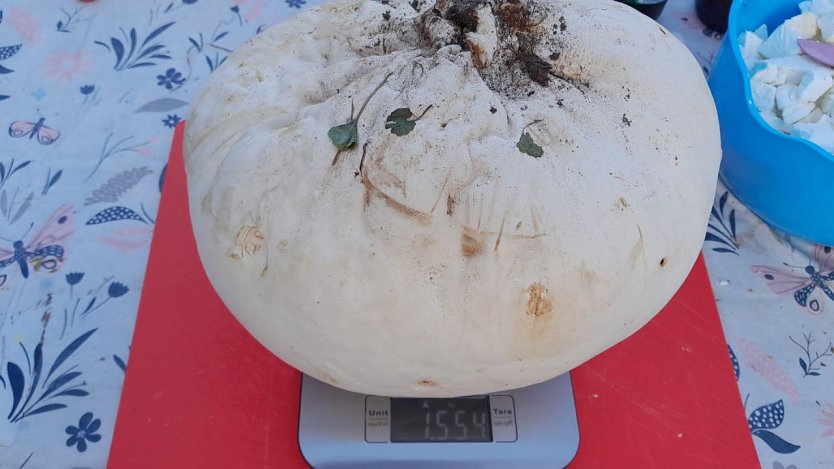 Gro&szlig; und entsprechend schwer - der Riesenbovist auf der Waage (Foto: Privat)