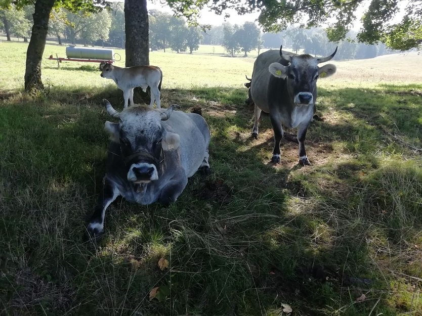 Bei 16 Grad und leichtem Wind genie&szlig;en die K&uuml;he den Sommer auf der Sophienhofer Weide (Foto: W. J&ouml;rgens)