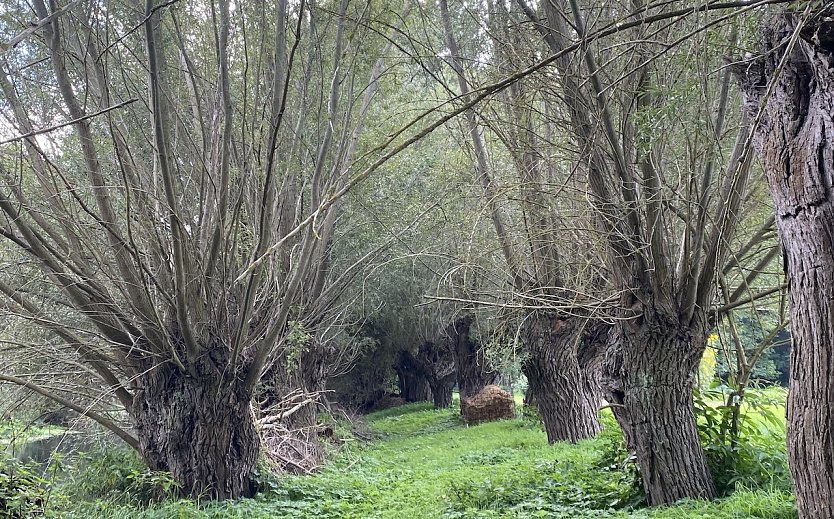 An der Unstrut bei Großvargula (Foto: oas) An der Unstrut bei Großvargula (Foto: oas)