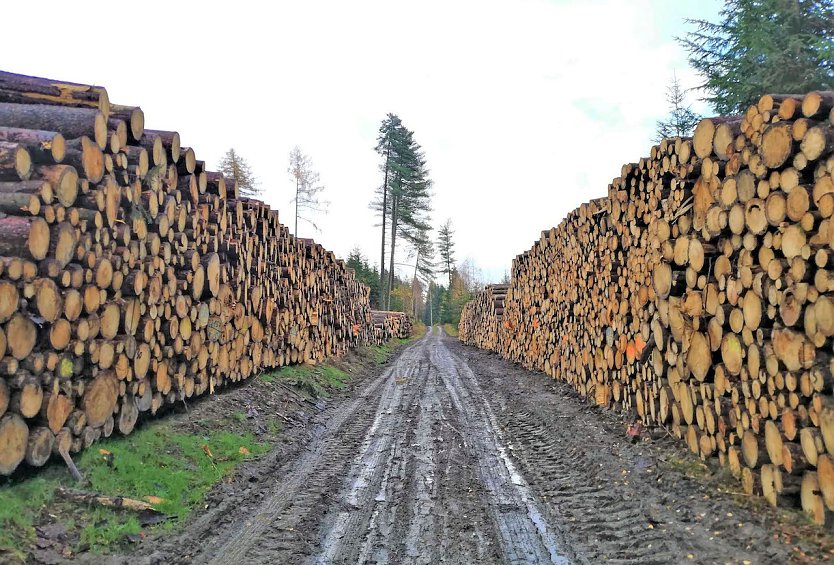 Holzpolter im Mittelgrund (Foto: Silvester Tam&aacute;s)