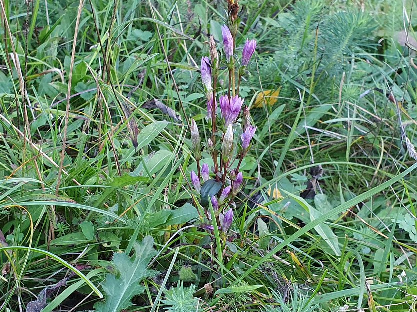 Der gef&auml;hrdete Deutsche Enzian (Gentianella germanica) geh&ouml;rt zu jenen Pflanzenarten, die Mitglieder und Freunde des BUND-Kreisverbandes Nordhausen mit ihren landschaftspflegerischen Eins&auml;tzen erhalten. Die Art, deren Verbreitungsschwerpunkt gro&szlig;enteils in Deutschland liegt, kennzeichnet extensiv genutzte, nicht zu trockene Magerrasen. (Foto: Bodo Schwarzberg)