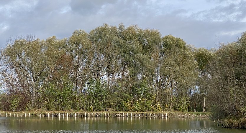 B&ouml;hmenteich Bad Langensalza (Foto: oas)