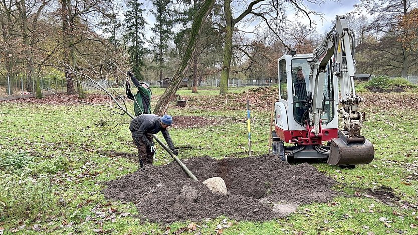 Baumpflanzungen im Stadtpark (Foto: Stadtverwaltung Nordhausen)